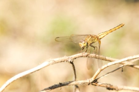 Brown Dragonfly Perched On Brown Stem photo