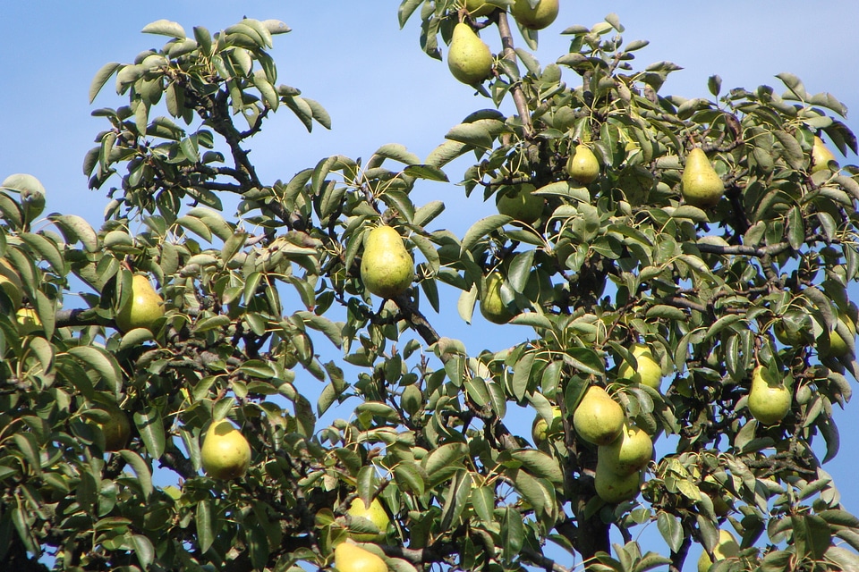 Organic agriculture outdoors