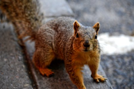 Close Up Photo Of Brown Squirrel photo
