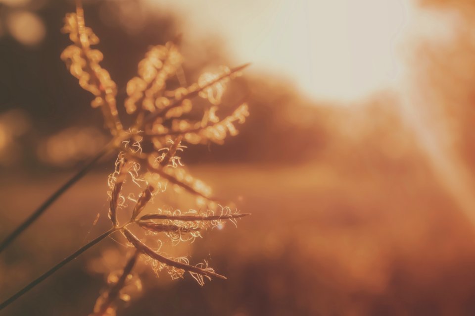 Silhouette Photography Of Of Grass