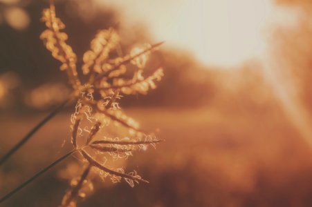 Silhouette Photography Of Of Grass