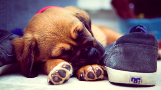 Short-coated Brown Puppy Sleeping Beside Grey Dc Skate Shoe photo