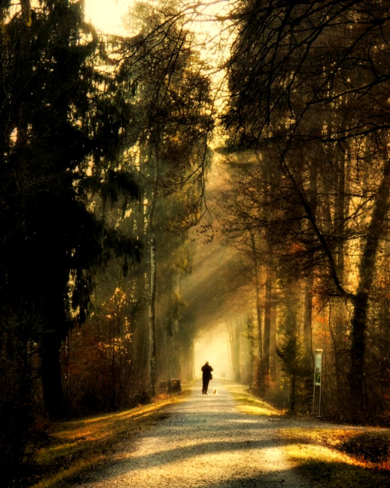 Person Standing On Pathway Surrounded By Trees