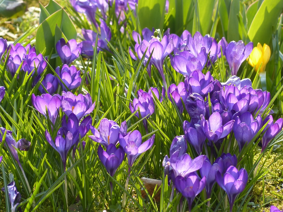 Violet blue bloom