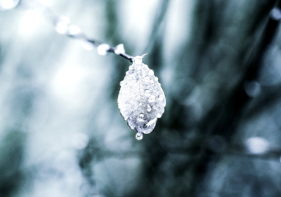 Macroscopic Photo Of Leaf