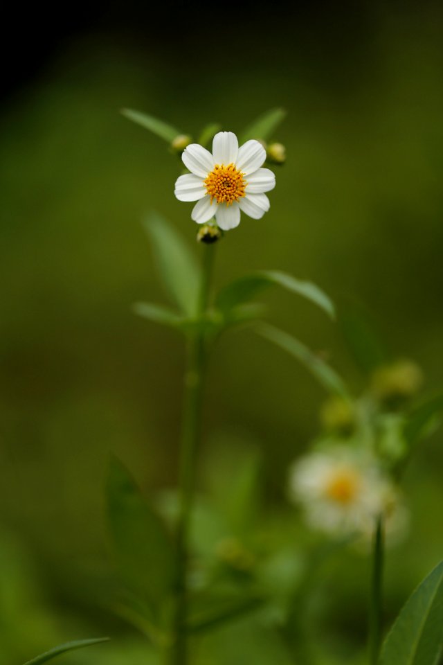 White Chamomile Flower Selective Focus Photography