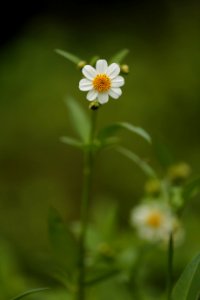 White Chamomile Flower Selective Focus Photography photo