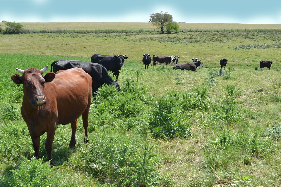 Nature green cow