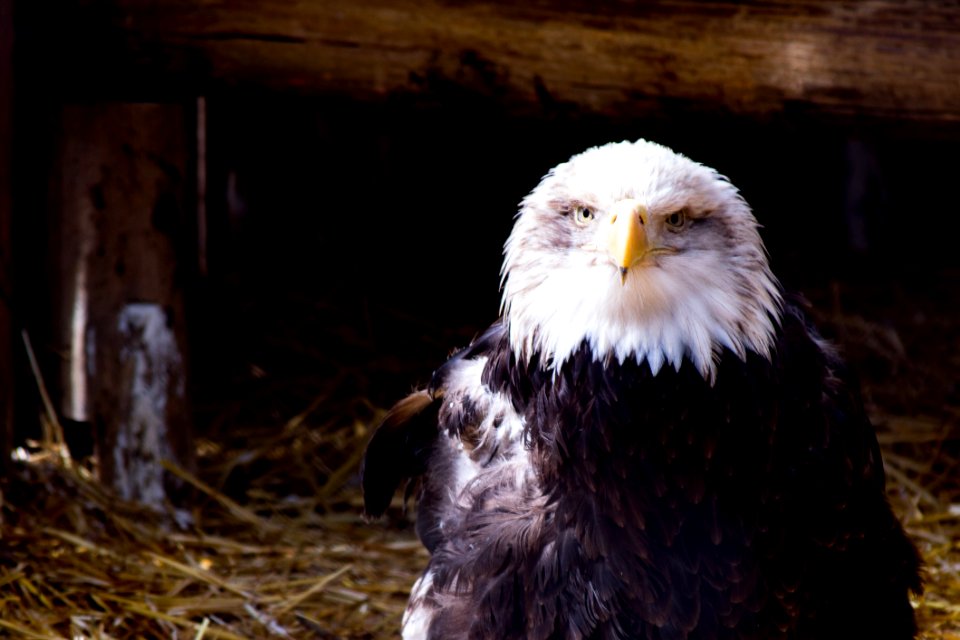 Black And White Eagle On Nest