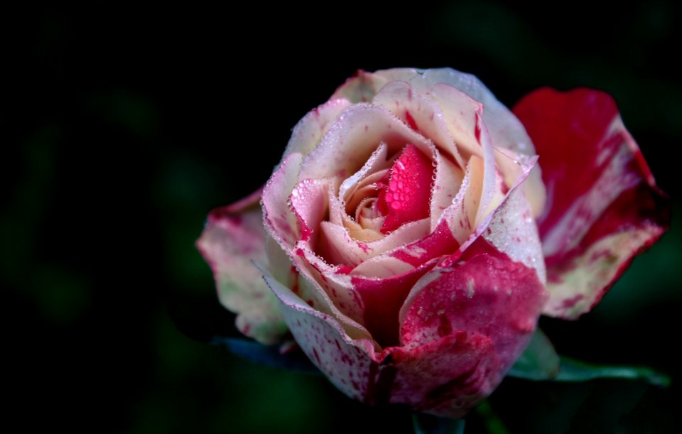 Closeup Photography Of White And Pink Rose Flower