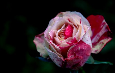 Closeup Photography Of White And Pink Rose Flower photo