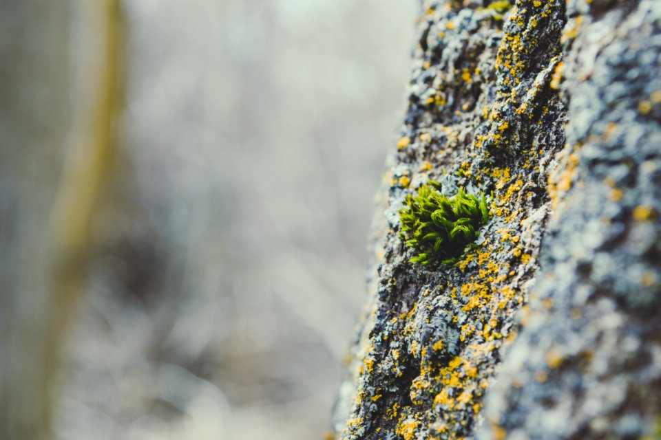 Macro Photography Of Green Algae