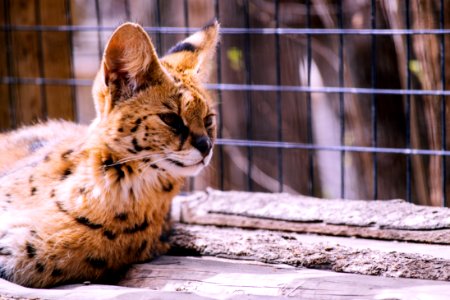 Bengal Cat photo