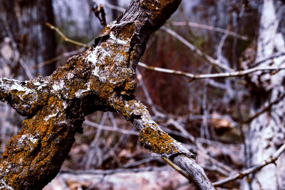 Brown Tree With Green Moss At Daytime