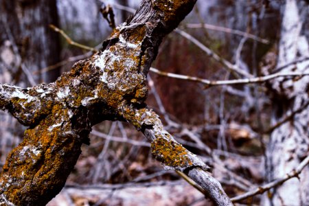 Brown Tree With Green Moss At Daytime photo