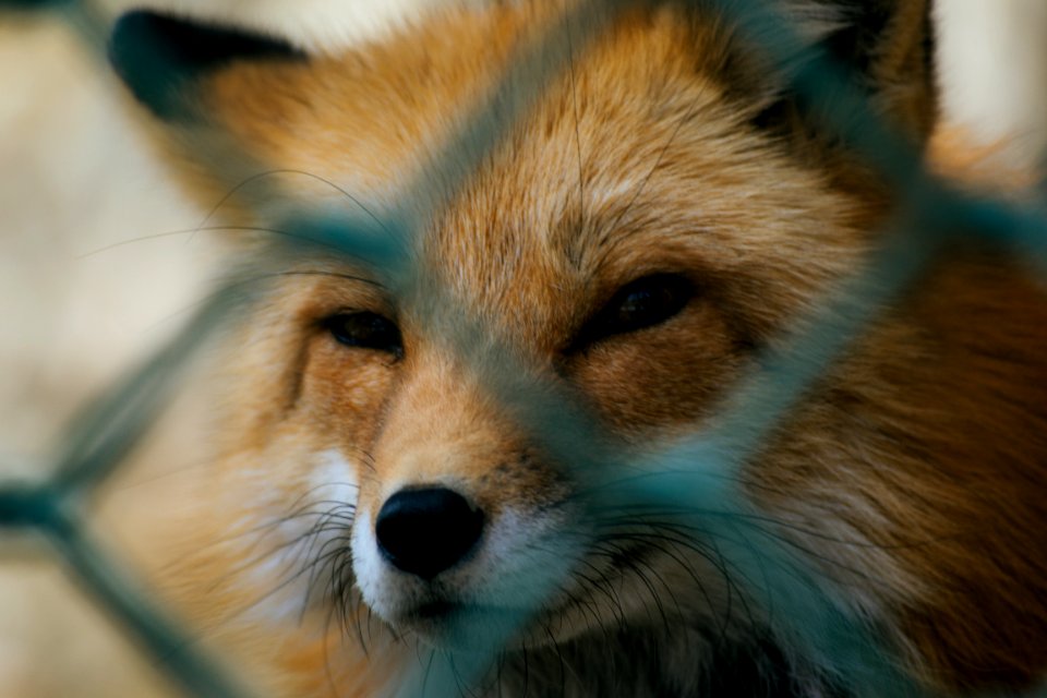 Shallow Focus Of Red Fox