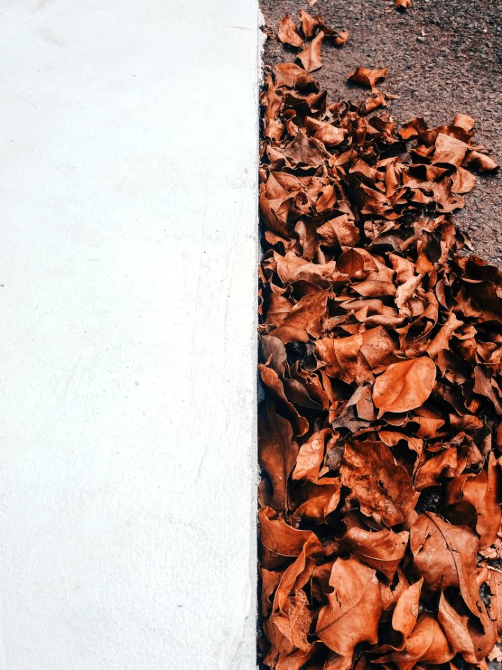 Dried Leaves Near White Concrete Wall