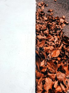 Dried Leaves Near White Concrete Wall photo