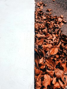 Dried Leaves Near White Concrete Wall
