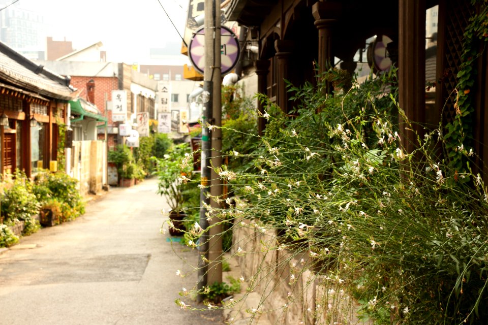 White Petaled Flowers