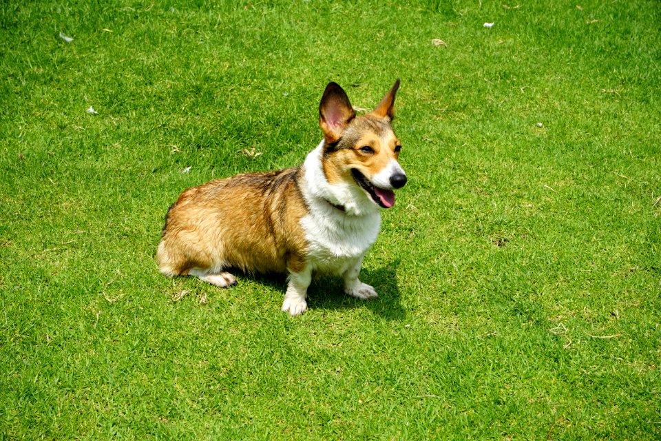 Photograph Of An Adult Brown And White Corgi