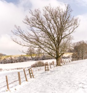 Bare Tree With Ground Covered By Snow photo
