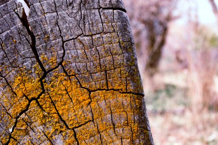 Gray Tree Stump With Yellow Moss