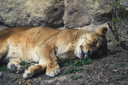 Lioness Lying On Grey Dirt Near Grey Rock photo