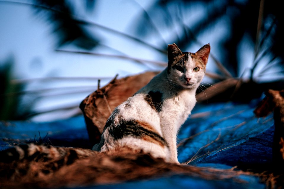 Calico Cat In Close Up Photography