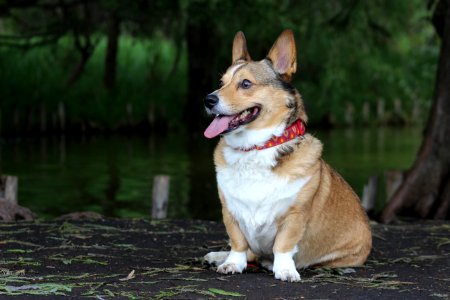 Pembroke Welsh Corgi Photography photo