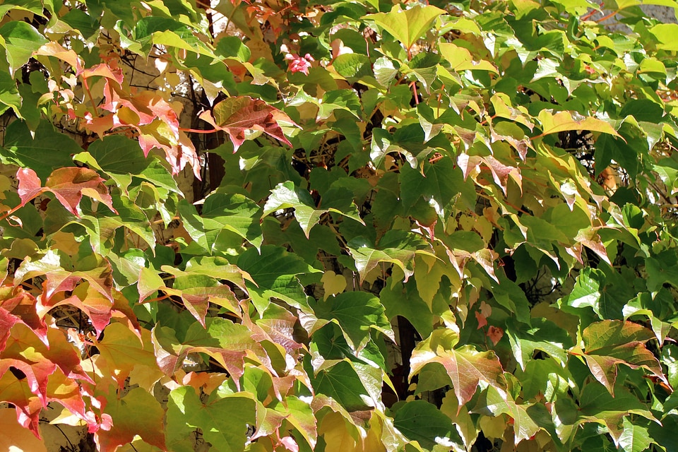 Golden autumn red yellow