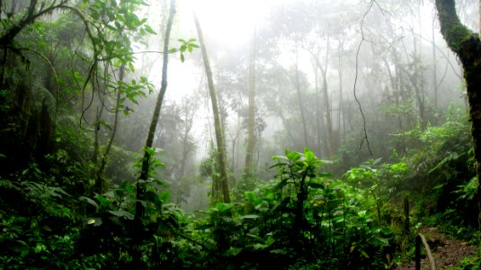 Rainforest During Foggy Day