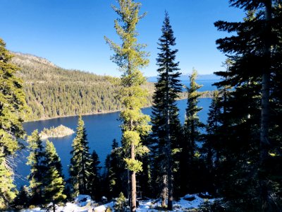 Green Pine Trees And Lake