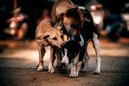 Three Dogs Playing On Gray Concrete Pavement In Selective Focus Photography photo