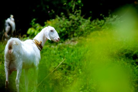 White Goat In Grass Field photo