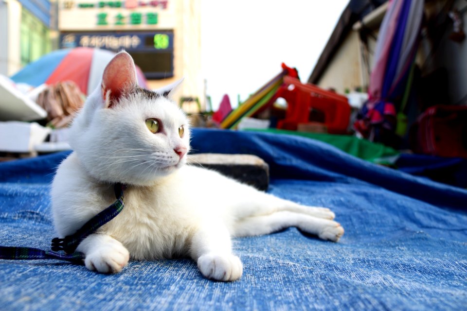 White Cat Lying On Blue Tarpaulin