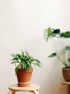 Selective Focus Photography Of Potted Plant photo