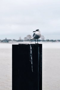 Gray And White Seagull On Top Of Board At Daytime photo