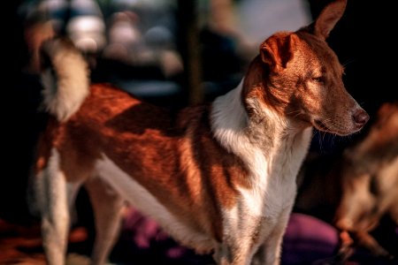 Medium Short-coated Brown And White Dog photo