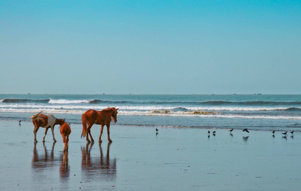 Three Brown And White Horses Near Flock Of Birds And Body Of Water