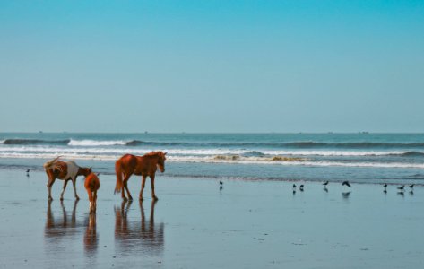 Three Brown And White Horses Near Flock Of Birds And Body Of Water photo