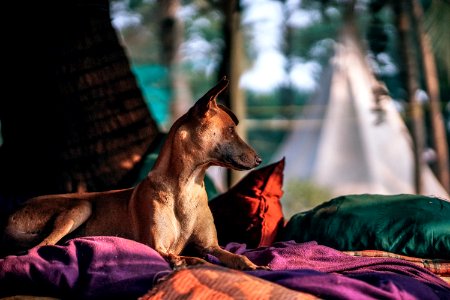 Short-coated Tan Dog Prone Lying On Bed At Daytime photo
