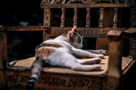 Photo Of Calico Cat Sleeping On Brown Wooden Armchair photo