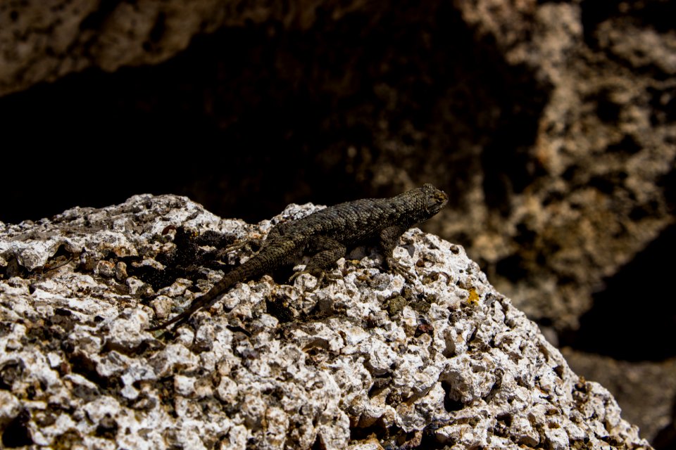 Close-Up Photography Of Lizard On Stone