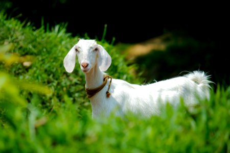 White Goat In Grass Field photo