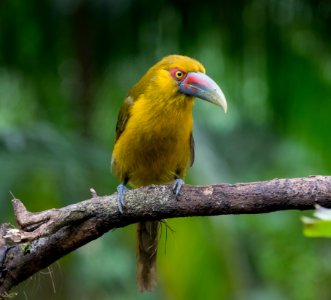 Selective Focus Photography Of Yellow Bird Perched On Tree Branch photo