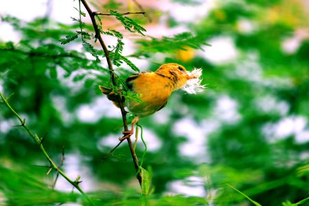 Yellow Bird Perched On Tree photo