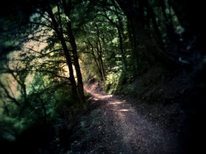 Photography Of Dirt Road Surrounded By Trees