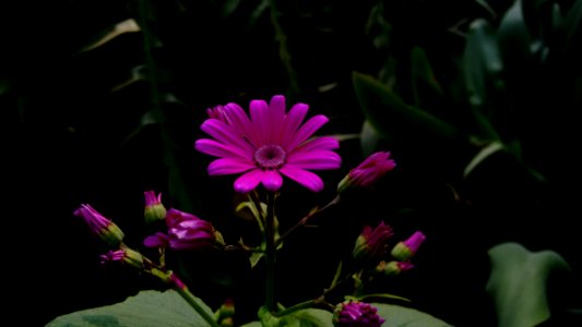 Photo Of Purple Gerbera Daisy Flowers photo