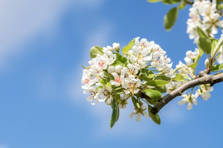 Close-Up Photography Apple Blossoms photo